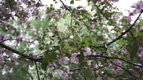 beautiful pink blossoms in springtime