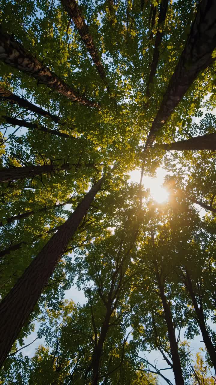 Luce solare che filtra attraverso la chioma verde della foresta in una giornata luminosa