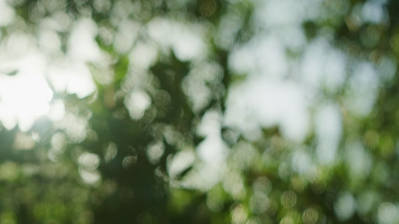 느린 동작으로 초점을 맞추는 원형 보케가 있는 태양에 의해 백라이트가 켜진 추상 아웃포커스 나무
