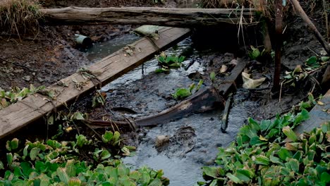 sewage and water hyacinth blocking the water on the canal in thailand - close up