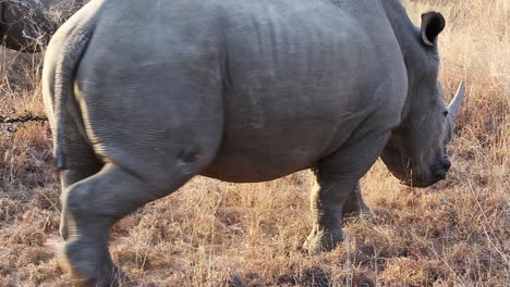 up close to majestic white rhinos while they graze