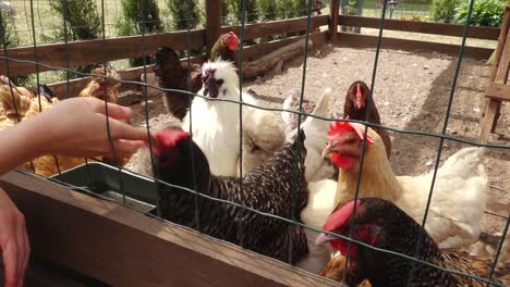 Aves-De-Corral-En-Jaulas-Mirando-A-La-Cámara