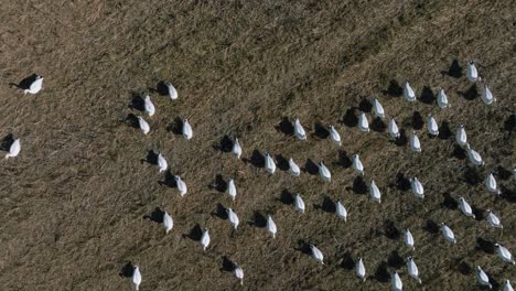 Bandada-De-Aves-Cultivadas-En-Granja-Reunidas-En-Los-Extensos-Pastos-Durante-El-Día