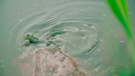 Blick-Auf-Einen-Frosch-Im-Natürlichen-Lebensraum-Im-Sommer-Mit-Schmutzwasser