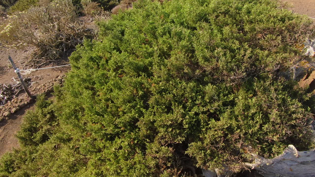 Windswept sabina tree stands resilient against the elements on El Hierro island, a natural wonder of the canary islands