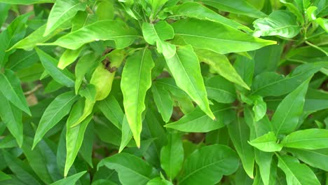 Basak-is-an-Indian-subcontinental-herb