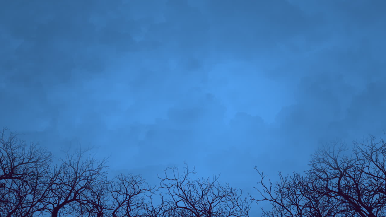 Alberi secolari della foresta e cielo drammatico di notte