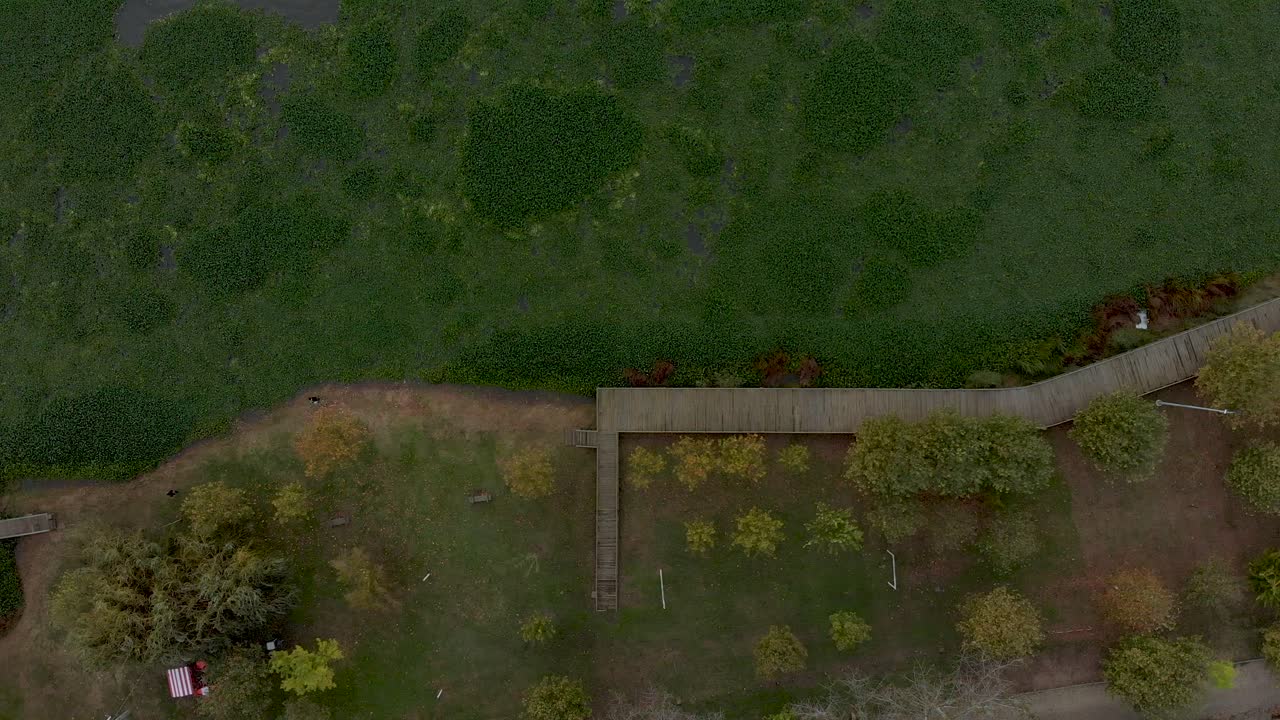 부레옥잠이 가득한 호숫가에 있는 아름다운 나무 산책로의 공중 전망