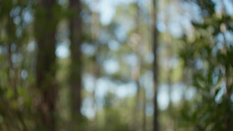 blurred forest scene in sunny day
