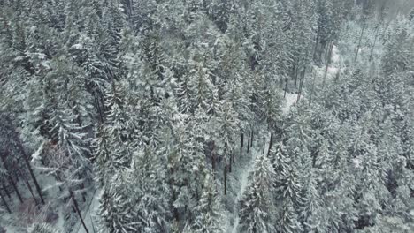 Clip-De-Vuelo-De-Drones-Aéreos-4k-Uhd-Moviéndose-A-Lo-Largo-De-Las-Copas-De-Los-árboles-Nevados-En-Un-Bosque-Blanco-En-Invierno-En-Baviera,-Alemania