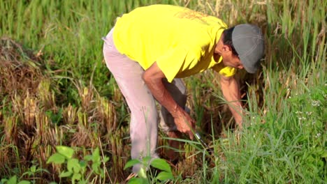 Cámara-Lenta---Toma-De-Cerca-De-Un-Granjero-Cosechando-Arrozales-En-El-Campo-De-Arroz-Usando-Una-Hoz