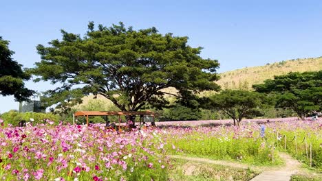 tram travels through vibrant cosmos flower field