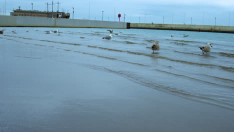 Gulls-walk-close-to-the-coast-touching-the-water,-low-waves-on-the-water