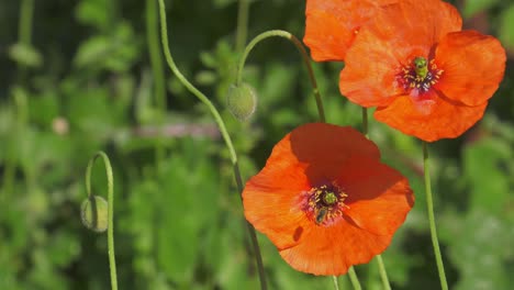 Tres-Flores-De-Amapola-Con-Pequeñas-Abejas-Volando-Y-Aterrizando-En-Pétalos,-Cámara-Lenta