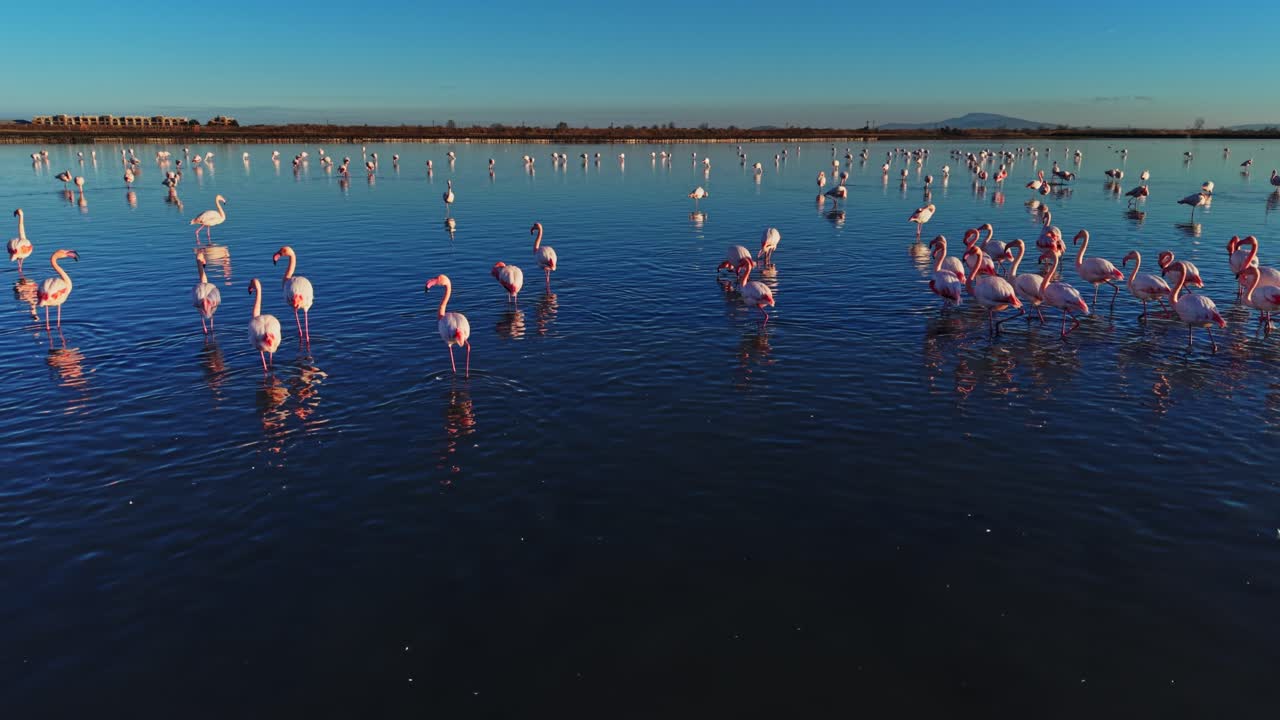Flamingos gather in shallow water during late afternoon light