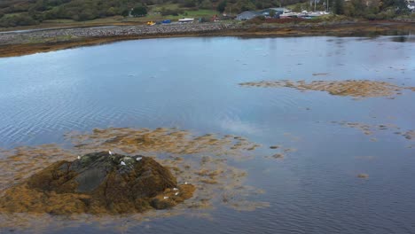 Drone-flying-over-rocky-lake-water-with-birds-on-top,-coast-of-Arisaig-in-Scotland-on-a-cloudy-grey-day,-copy-space