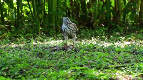 Shikra-Alimentándose-De-Otro-Pájaro-En-El-Suelo,-Esta-Ave-De-Rapiña-Atrapó-Un-Pájaro-Para-Desayunar-Y-Estaba-Ocupado-Comiendo,-Luego-Se-Asustó-Y-Se-Fue