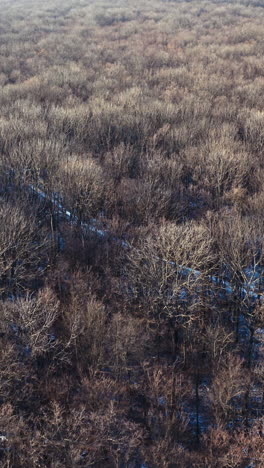 brown trees in forest. flight over the forest without leaves. naked trees with no leaves. nature background. top aerial view. vertical video