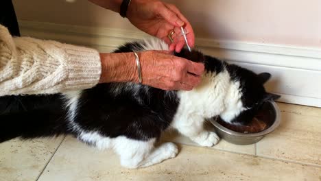 administering an insulin injection to a cat