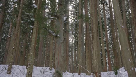 Bosque-De-Montaña-De-Invierno,-Pan-De-4k-Mientras-Sale-El-Sol-En-La-Naturaleza-Pacífica