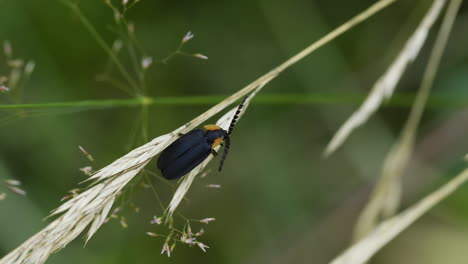 insetto lucciola nera