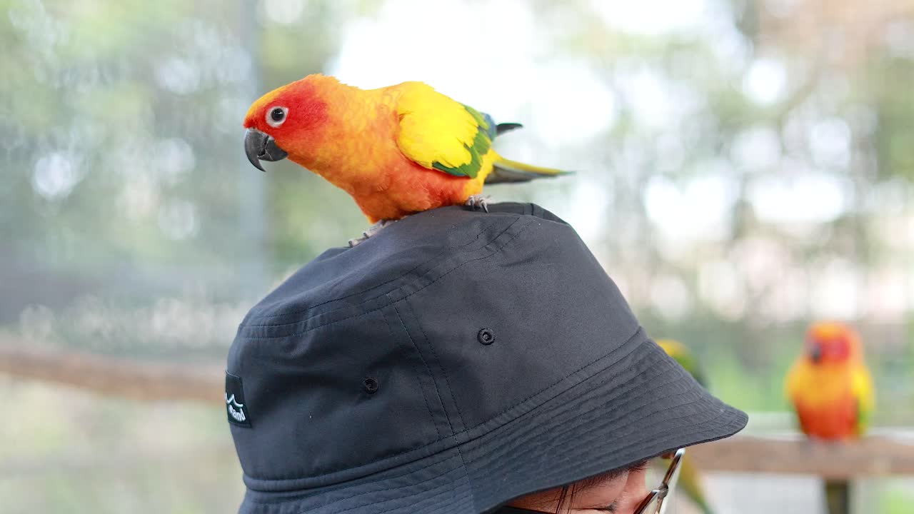 다채로운 새가 시장에서 사람과 상호 작용합니다.