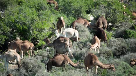 Marruecos-Camel-03