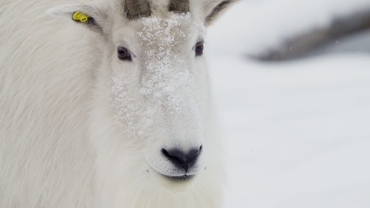 Close Up View Of A Mountain Goat In Wildlife Park In Yukon, Canada