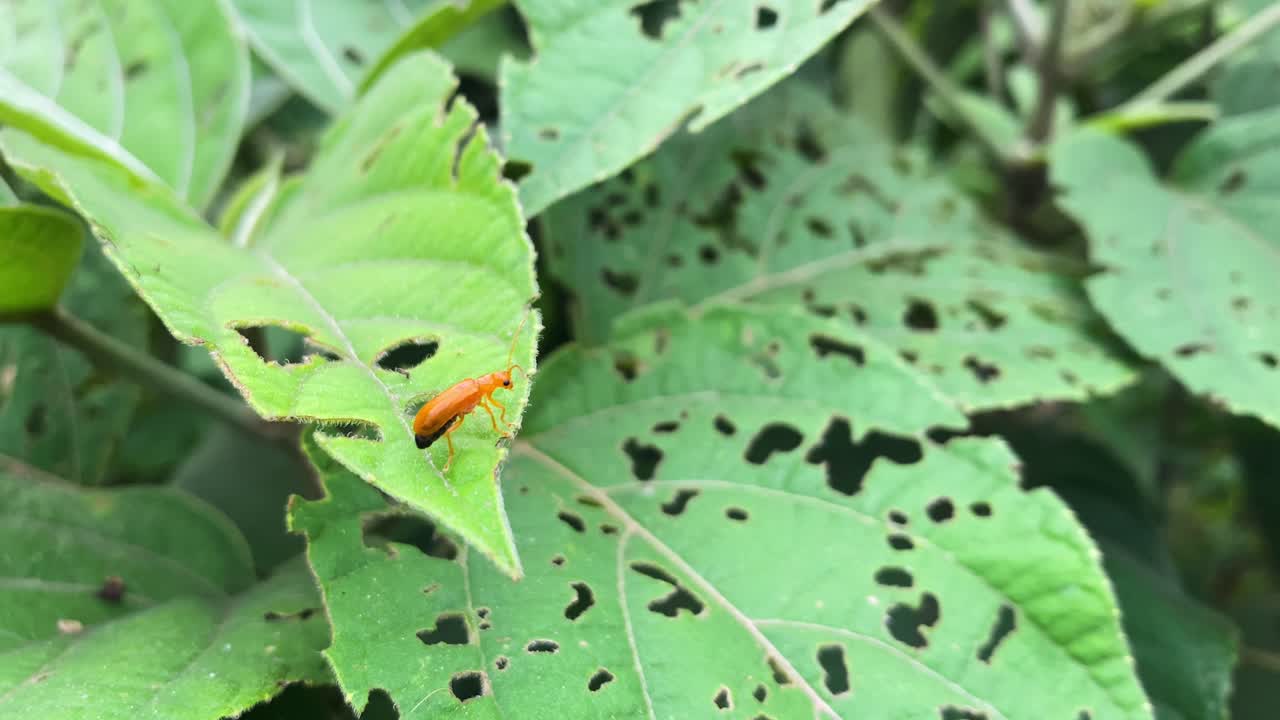 손상된 녹색 잎에 자리 잡은 주황색 곤충