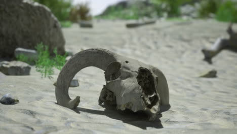 elephant skull discovered in a dry riverbed in a remote landscape