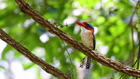 Un-Martín-Pescador-De-árboles-Y-Una-De-Las-Aves-Más-Hermosas-Que-Se-Encuentran-En-Tailandia-Dentro-De-Las-Selvas-Tropicales