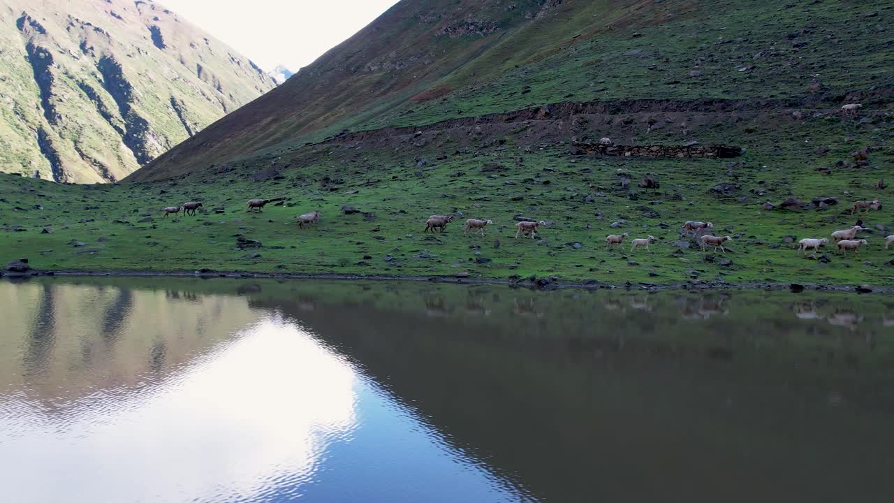 Sheep graze on green mountain slope beside reflective lake in the Himalayas. Kashmir