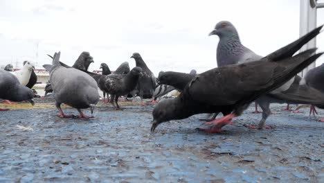 palomas hambrientas comiendo pan en la calle, alimentando palomas