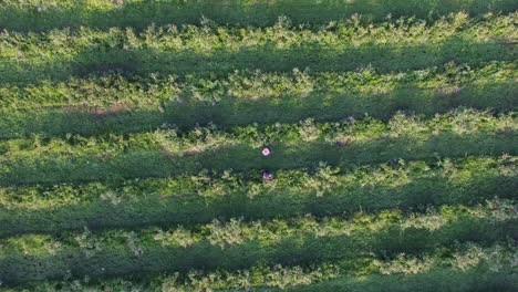 fields with roses during the harvest in bulgaria