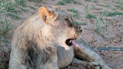 young male lion resting on the side of the road in south africa