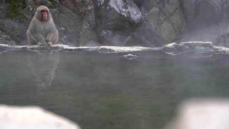 Nagano,-Japan---Old-Macaque-Sitting-Peacefully-All-Alone-At-The-Edge-Of-A-Steaming-Hot-Tub---Medium-Shot