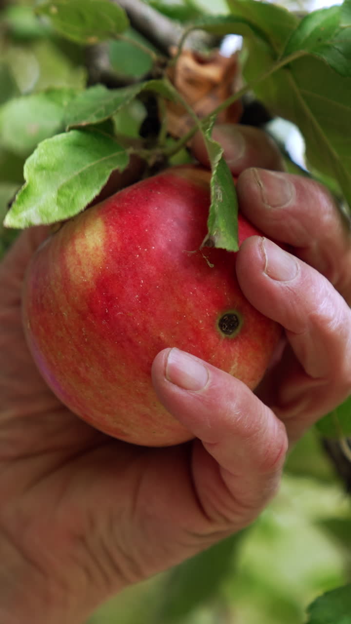 Red apple with a black spot hanging on the tree. Male hand takes a fruit and picks it. Close up. Vertical video