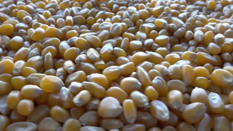 a pile of corn seeds on a plate