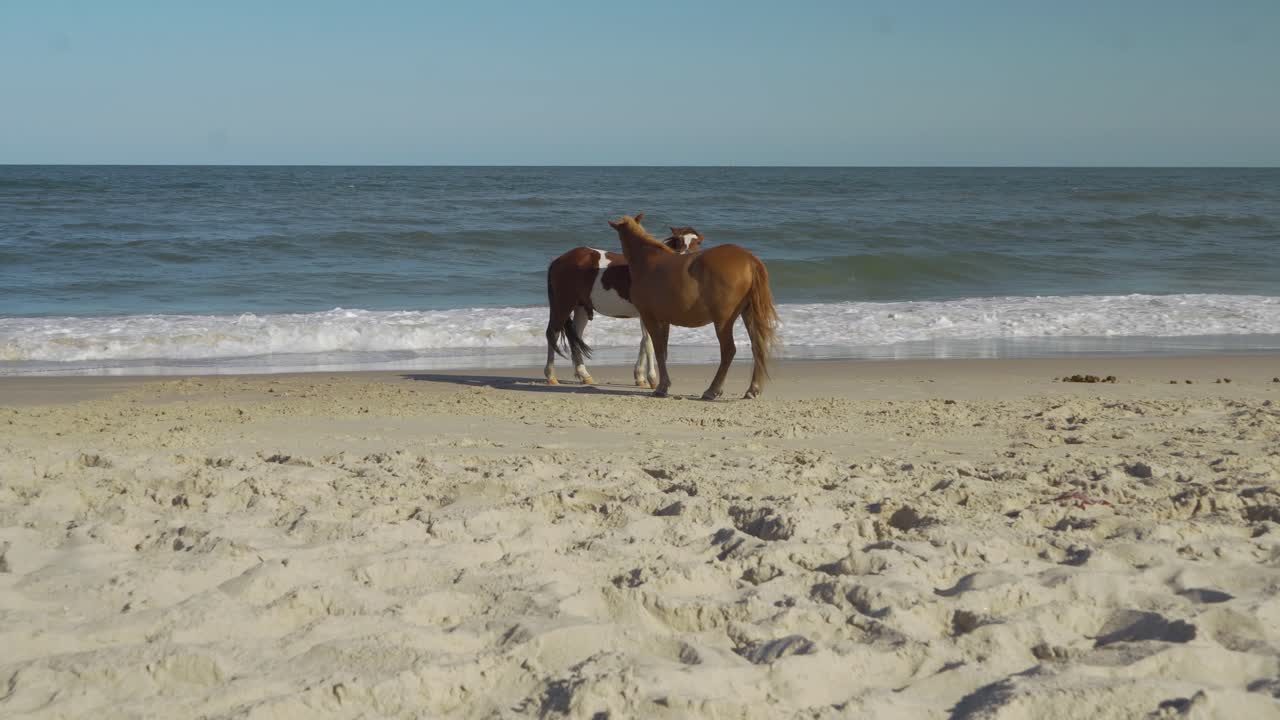 dois cavalos a passear na praia.
