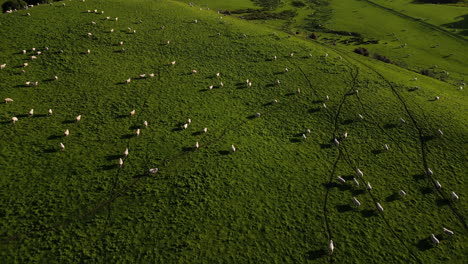 A-pastoral-top-view-of-flock-of-sheep-grazing-on-juicy-green-meadows-of-Dunsdale,-New-Zealand