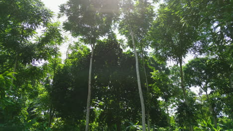 pov shot walking under tall trees in african forest with a sun glimpse