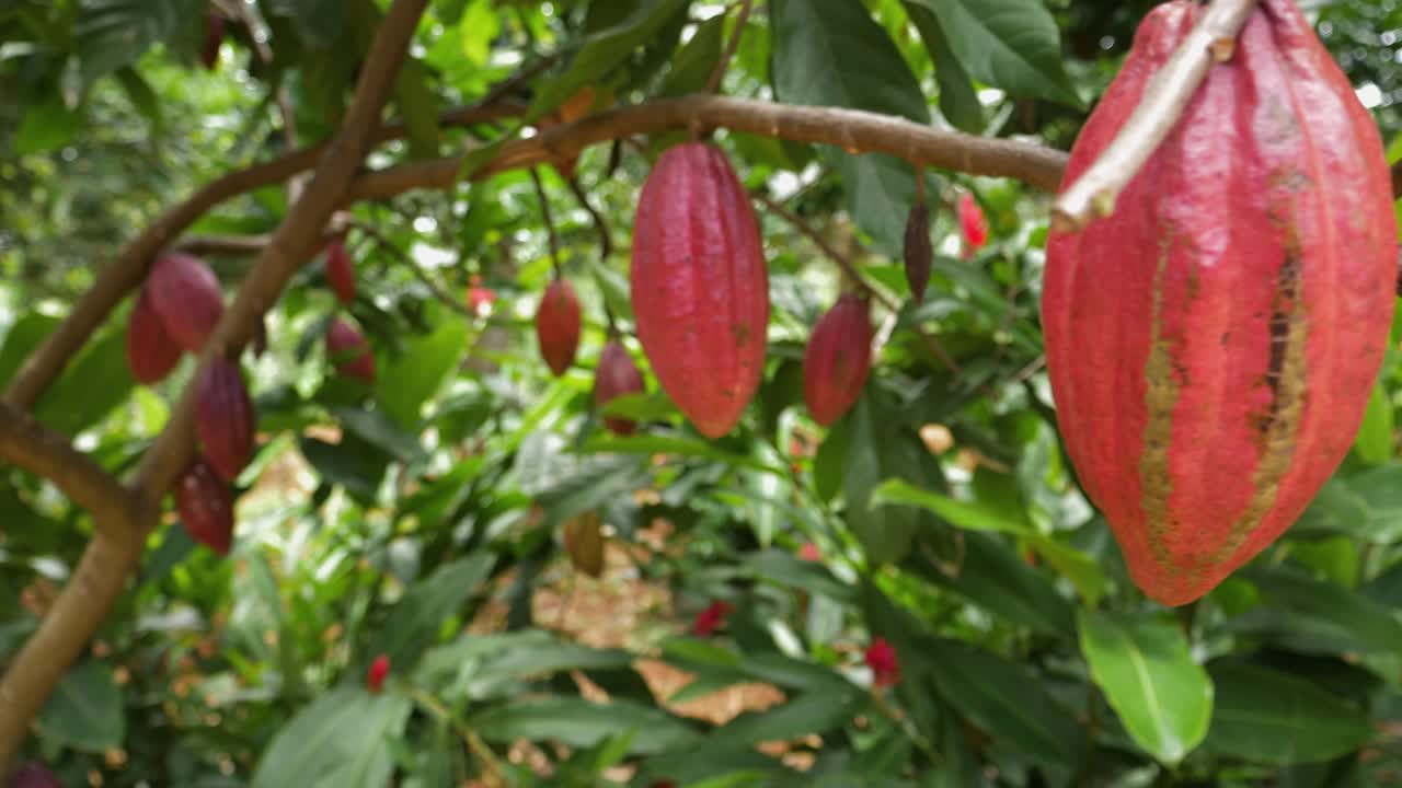 ripe cocoa fruits red color, cacao in Thailand