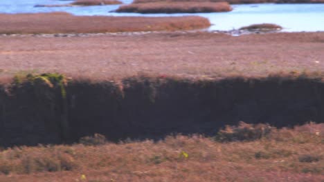 una sola caracara de cresta de color blanco vuela bajo al suelo a través de una depresión y luego sobre la llanura de hierba seca al lado del mar.
