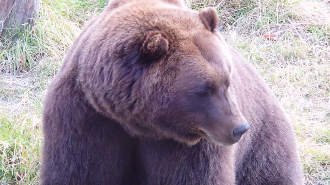 A closeup shot of a large Alaska brown bear grizzly bear at rest