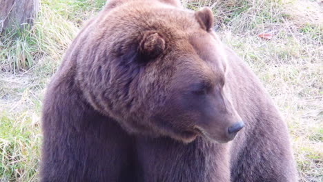 a closeup shot of a large alaska brown bear grizzly bear at rest