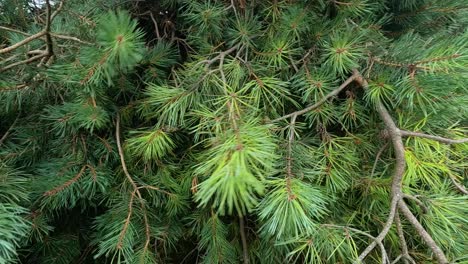 ramas de pino escocés balanceándose en el viento