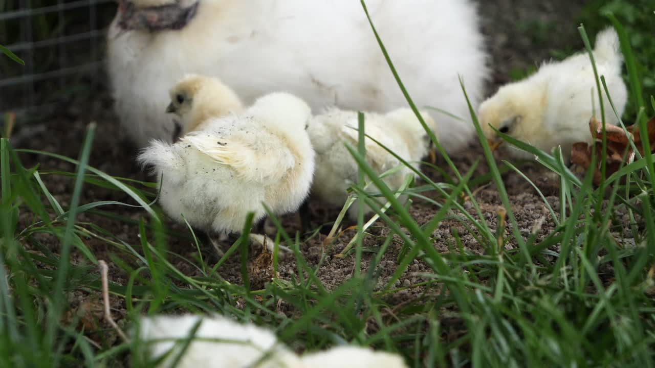 pollos jóvenes activos en cámara lenta jugando en el campo de hierba al aire libre en tierras de cultivo