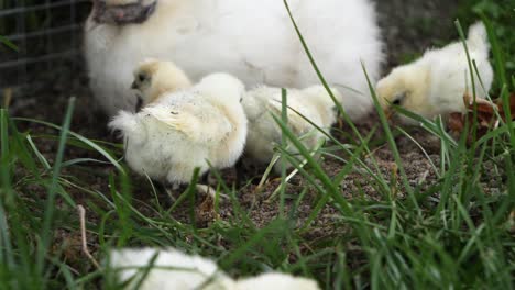 pollos jóvenes activos en cámara lenta jugando en el campo de hierba al aire libre en tierras de cultivo