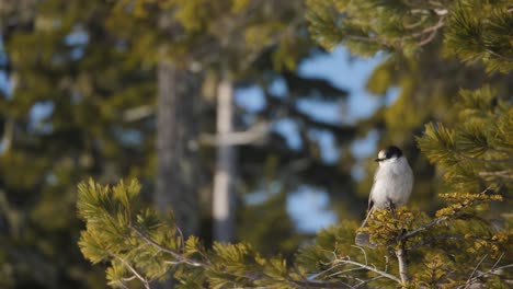 Slow-Motion-Medium-shot-of-a-Gray-Jay