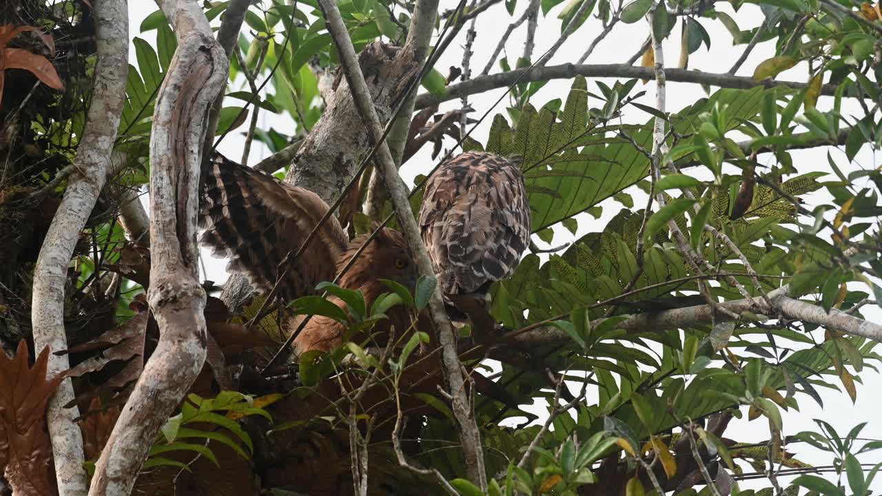 buffy fish owl ketupa ketupu, un novato que sale de su nido y extiende sus alas y se mueve frente a su madre mientras mira a su alrededor hacia la cámara, parque nacional khao yai, tailandia